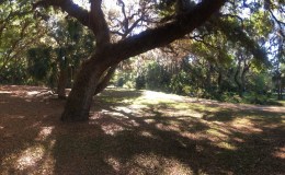 Glory of the&nbsp;Oaks